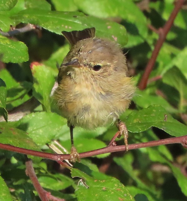 Pouillot véloce - ML644706828