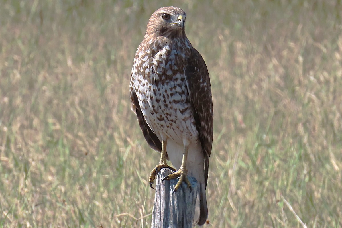 Kızıl Omuzlu Şahin - ML644706836