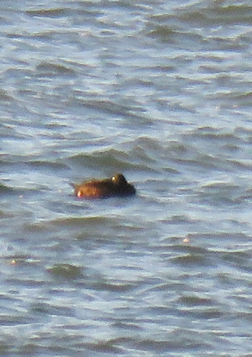 White-winged Scoter - ML644706839