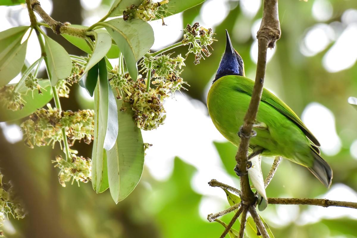 Golden-fronted Leafbird - ML644706840