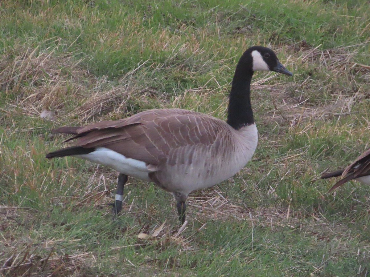 berneška velká - ML644706852