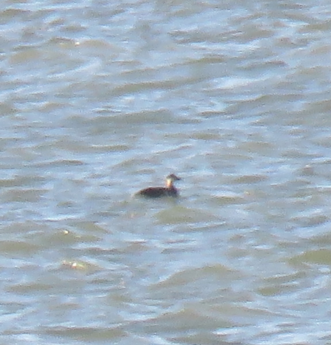 Black Scoter - ML644706853