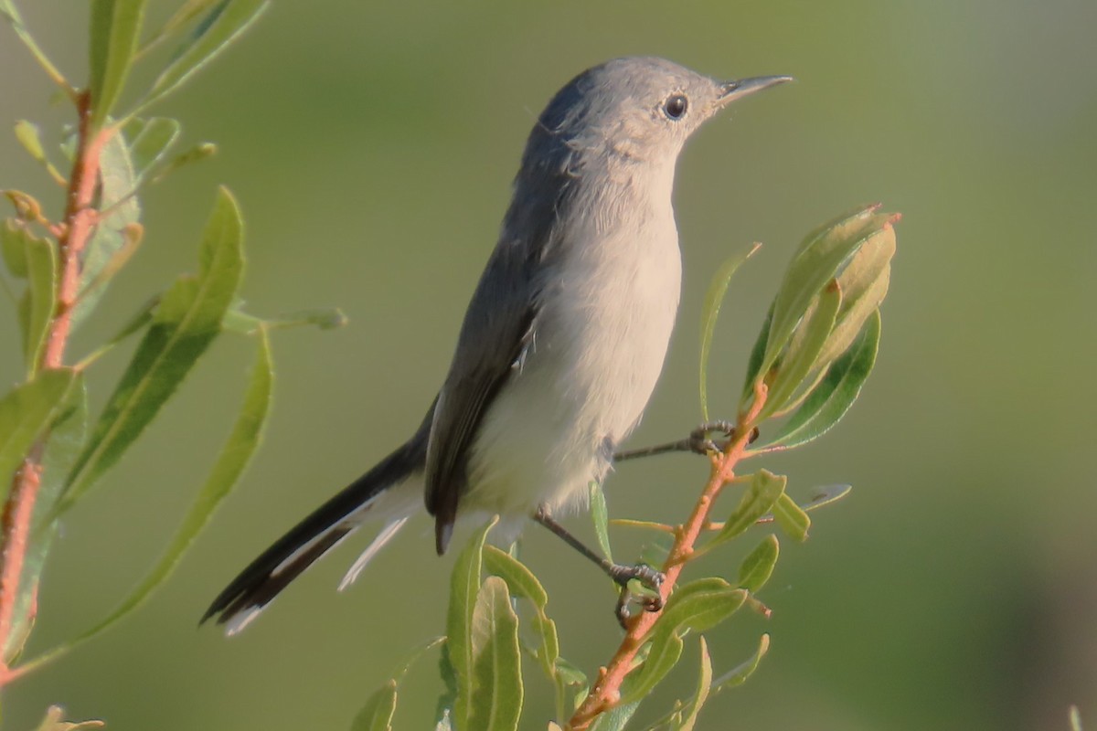 Gökrengi Bitkuşu - ML644706861