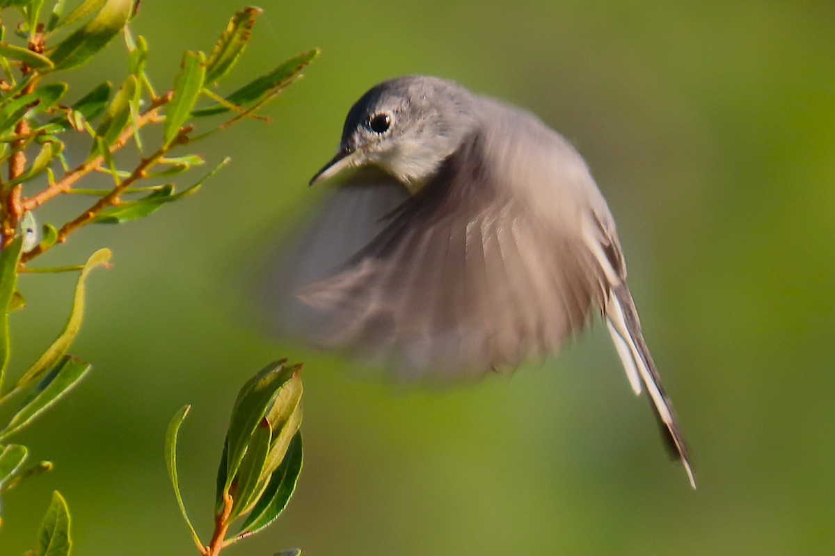 Gökrengi Bitkuşu - ML644706866