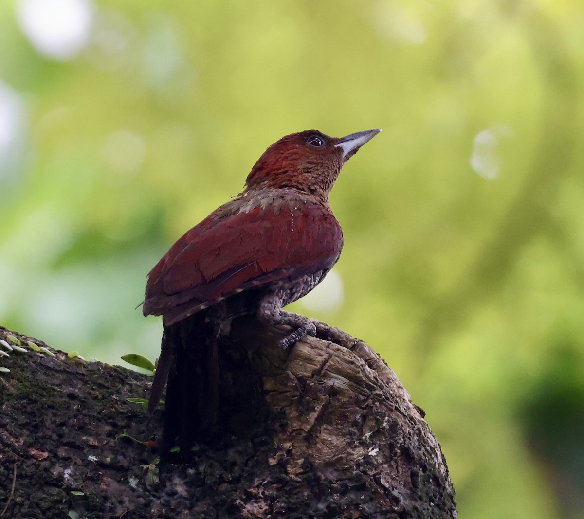 Красный желтохохлый дятел - ML644706867