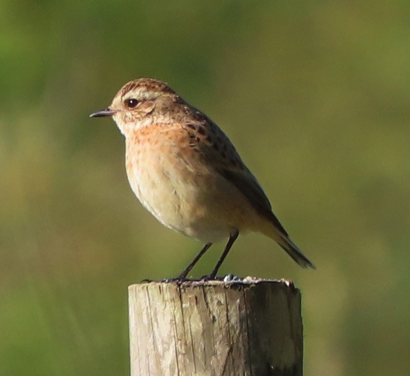 Tarier des prés - ML644706882