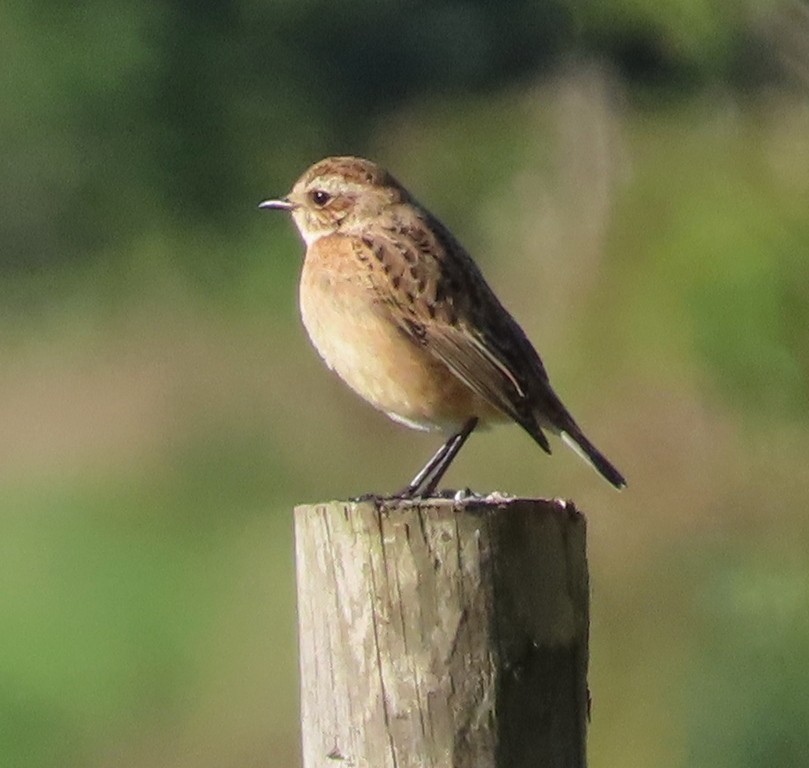 Tarier des prés - ML644706883