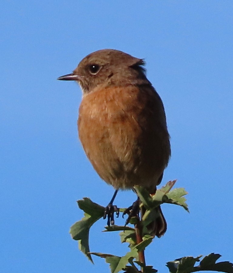 Taşkuşu - ML644706887