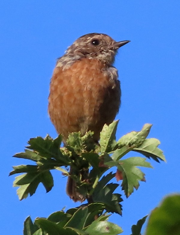 Taşkuşu - ML644706888