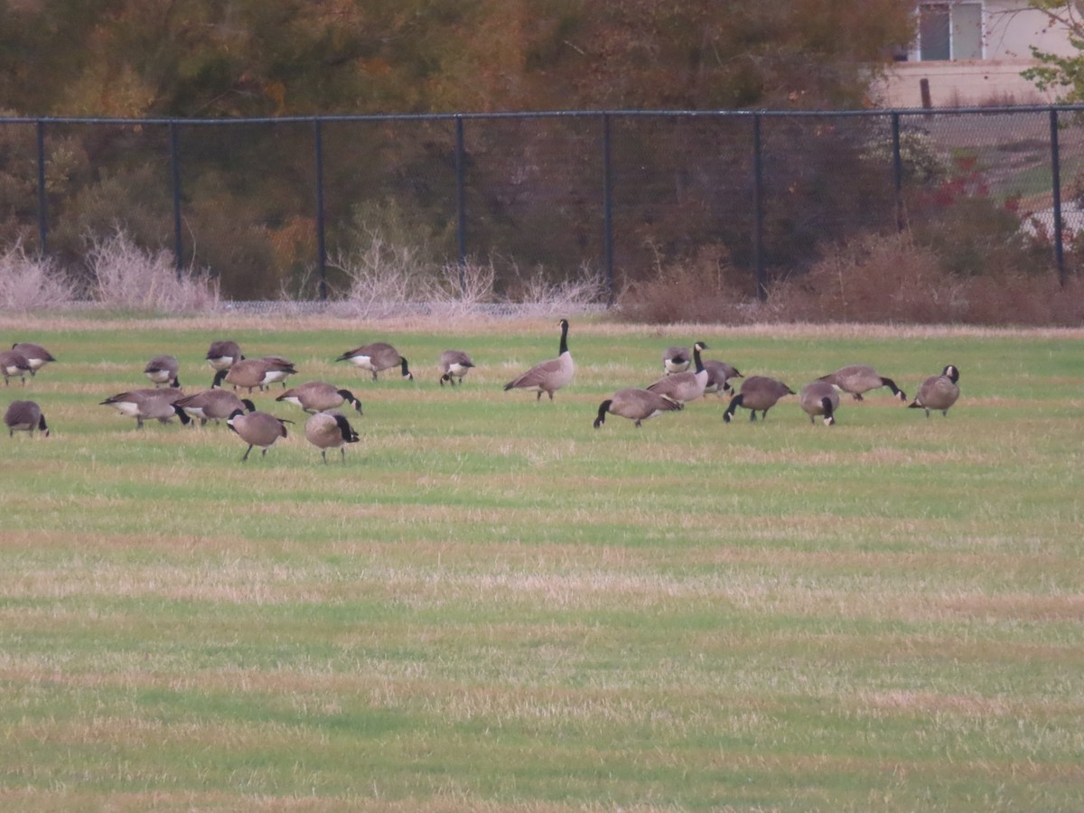 berneška velká - ML644706890