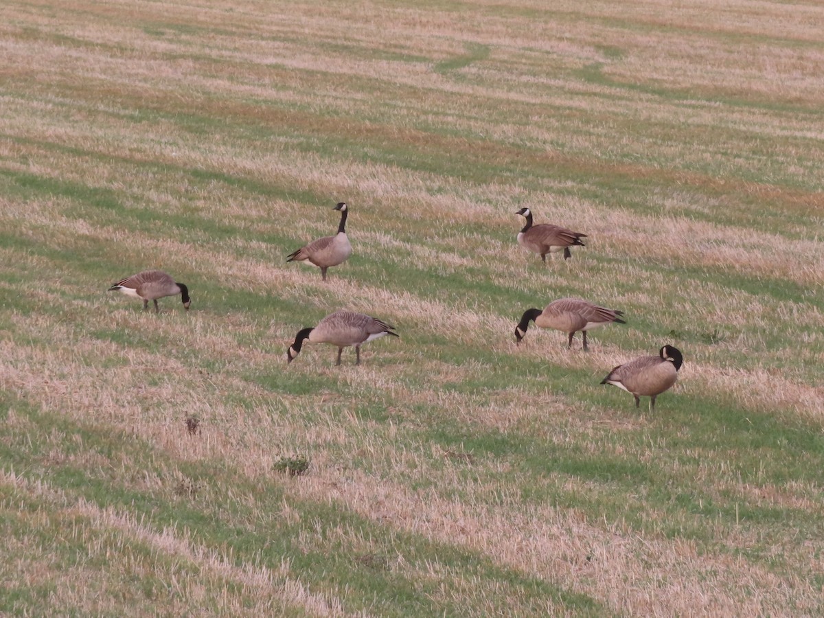 berneška velká - ML644706891