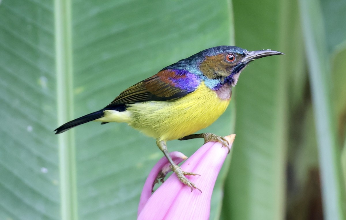 Коричневогорлая нектарница - ML644706895