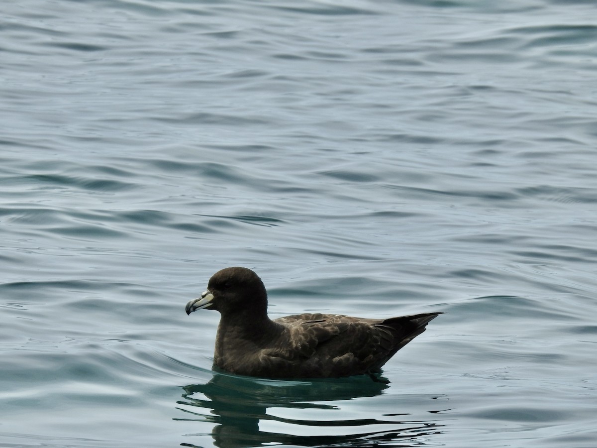 westlandpetrell - ML644706922