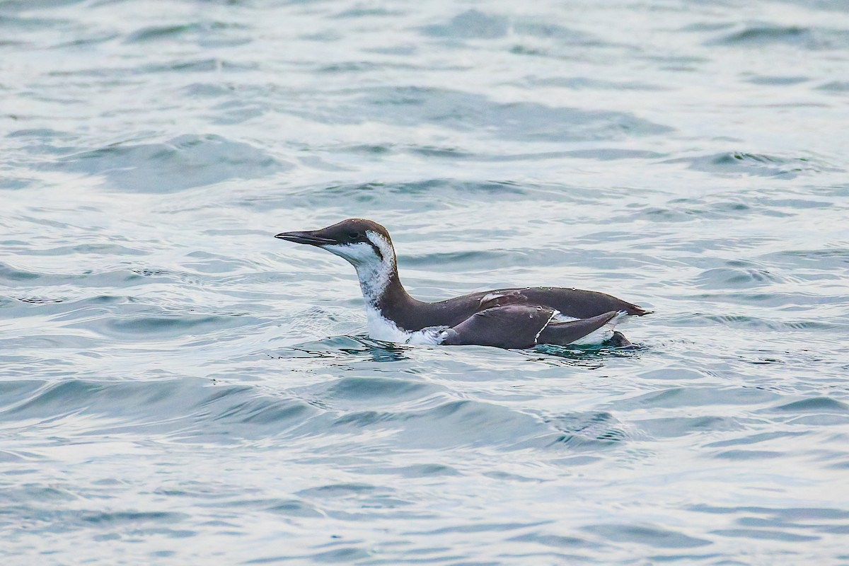 Arao Común - ML644706925