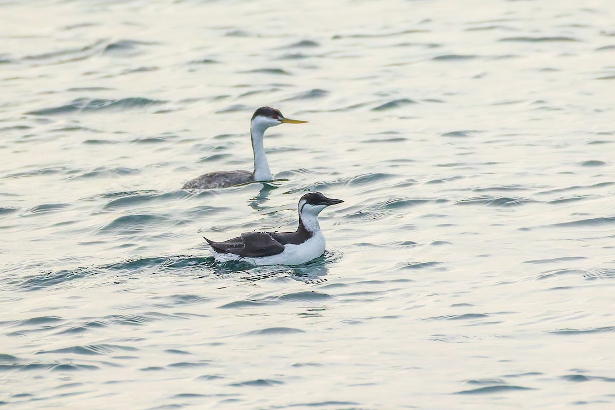 Arao Común - ML644706926