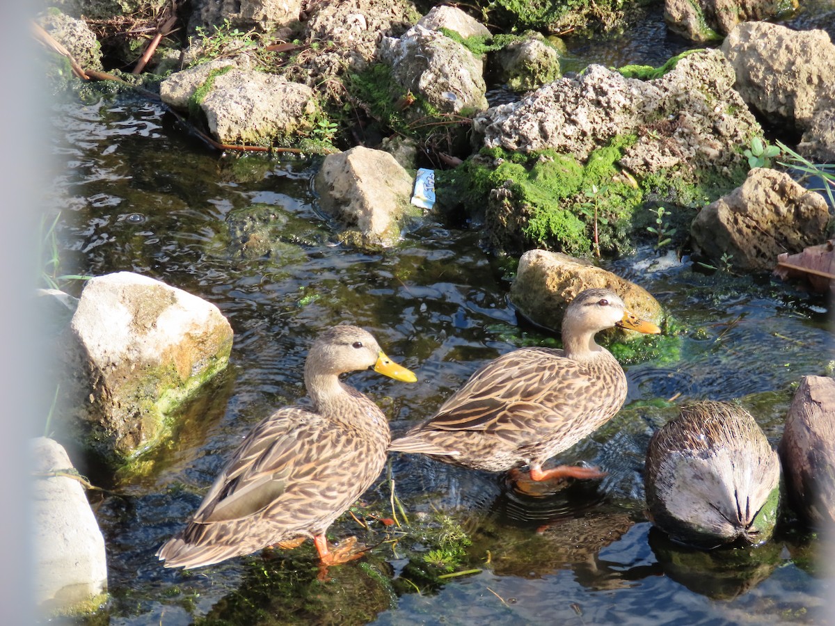 kachna pobřežní - ML644706930