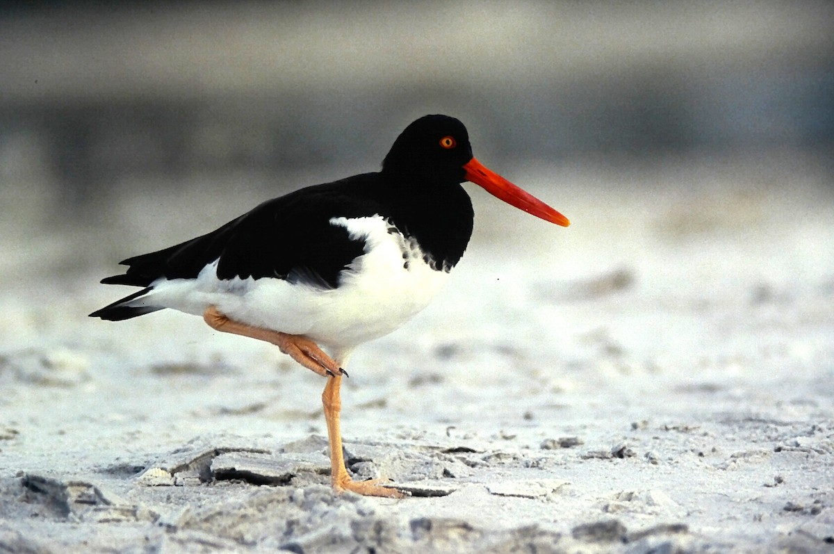 amerikatjeld - ML644706931