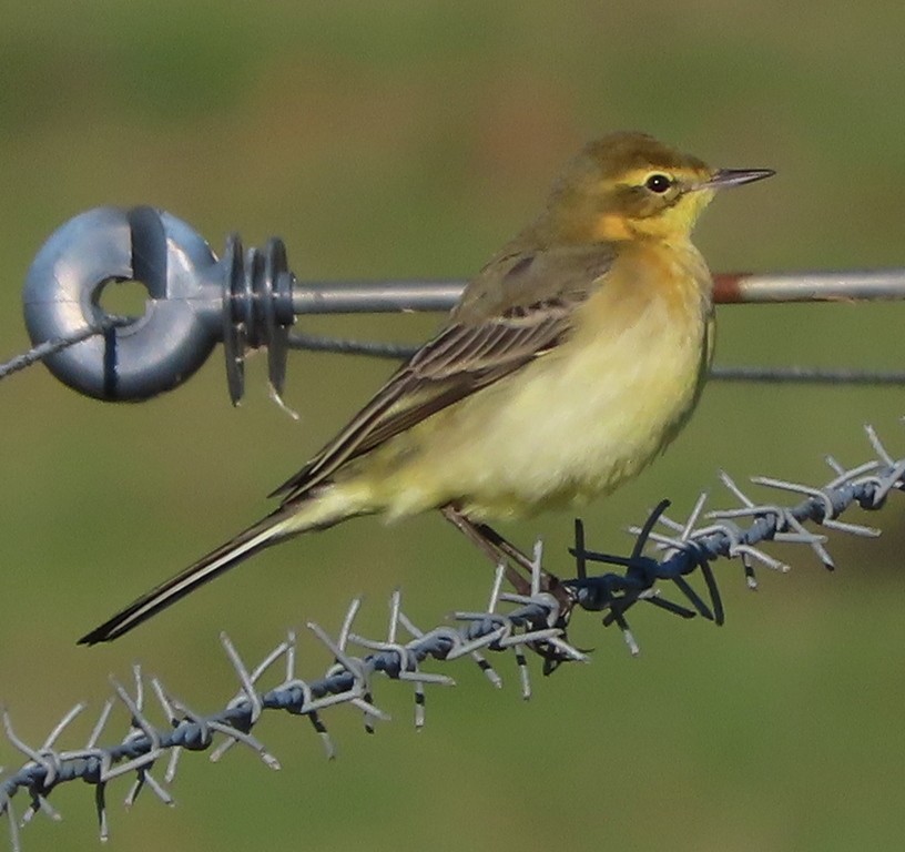 Western Yellow Wagtail - ML644706932