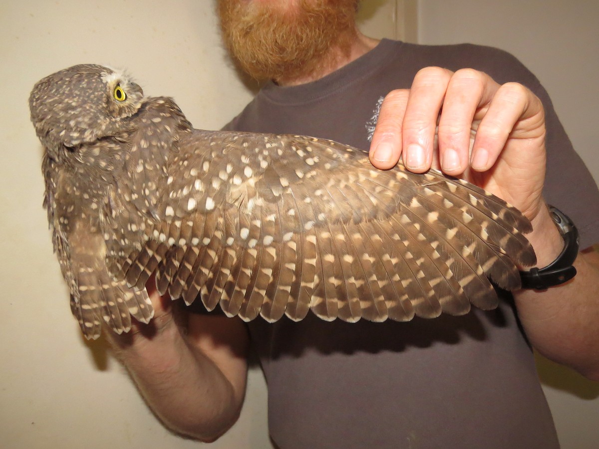 graveugle - ML644706933