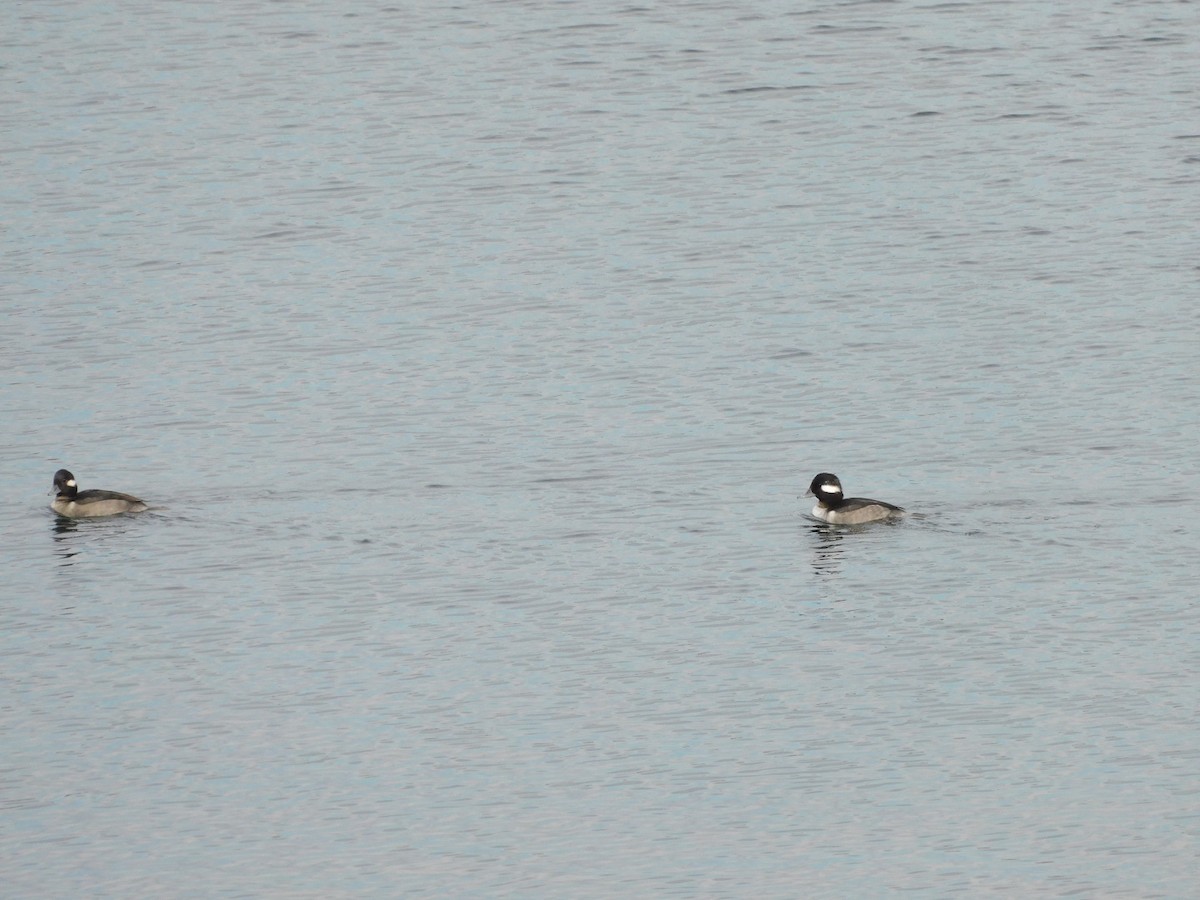 bøffeland - ML644706934