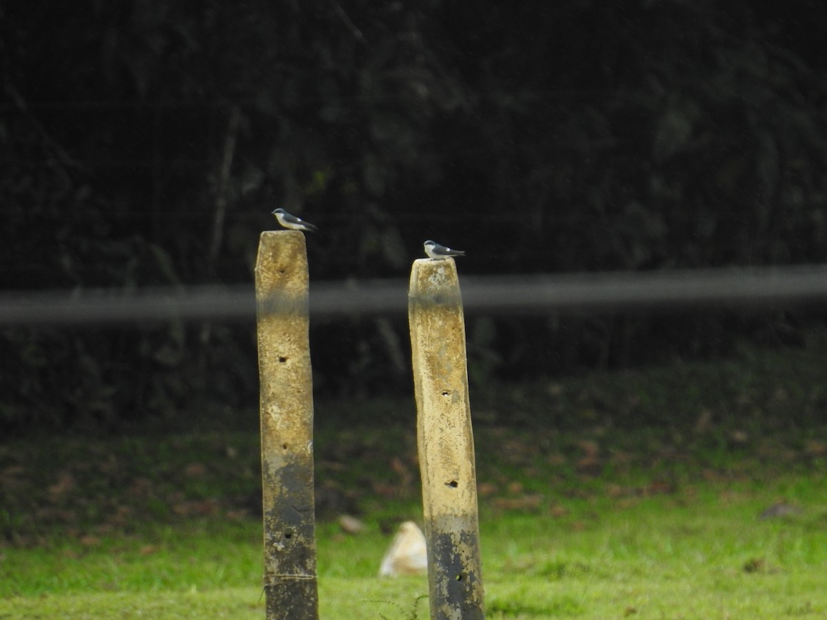 mangrovesvale - ML644706935