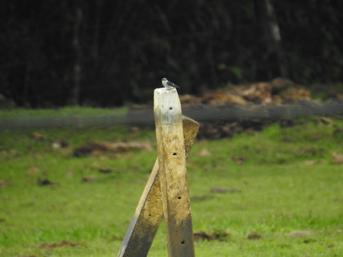 mangrovesvale - ML644706936