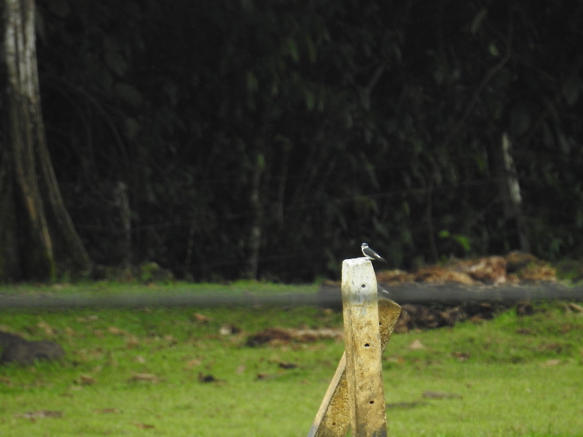 mangrovesvale - ML644706937