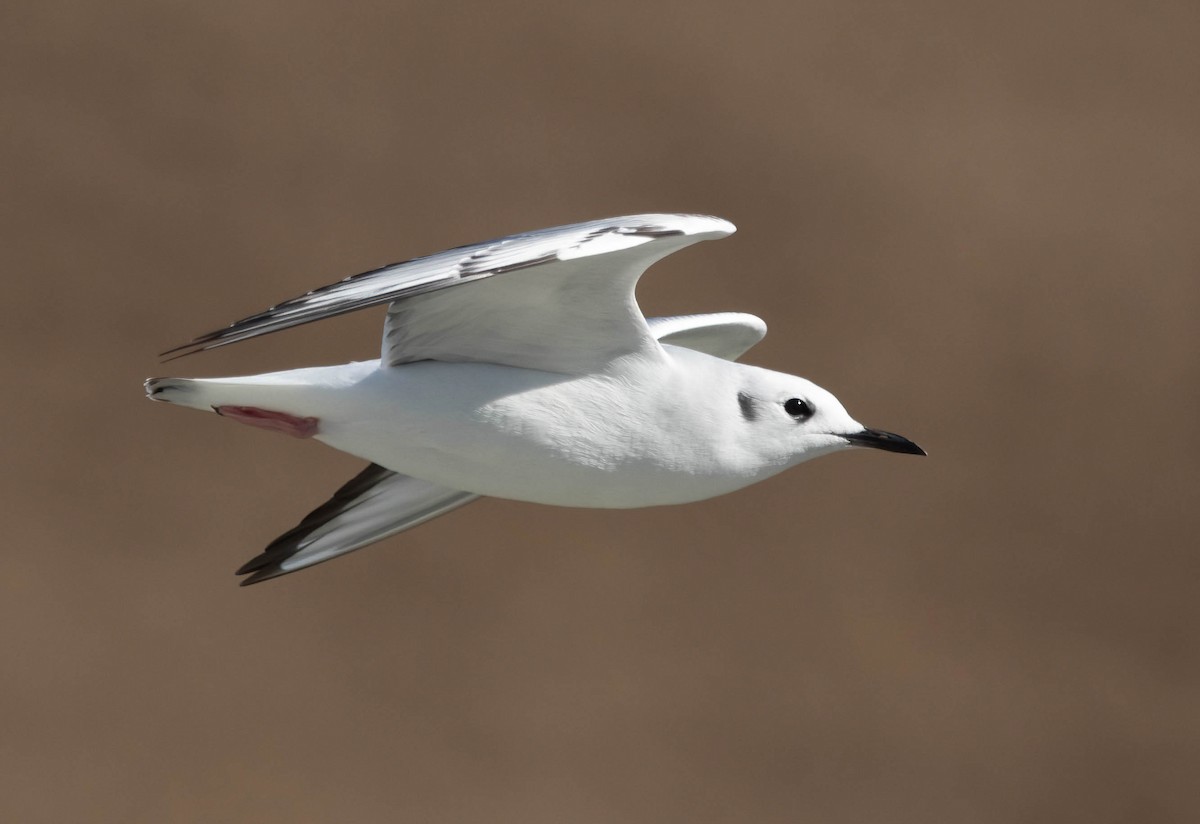 kanadahettemåke - ML644706938