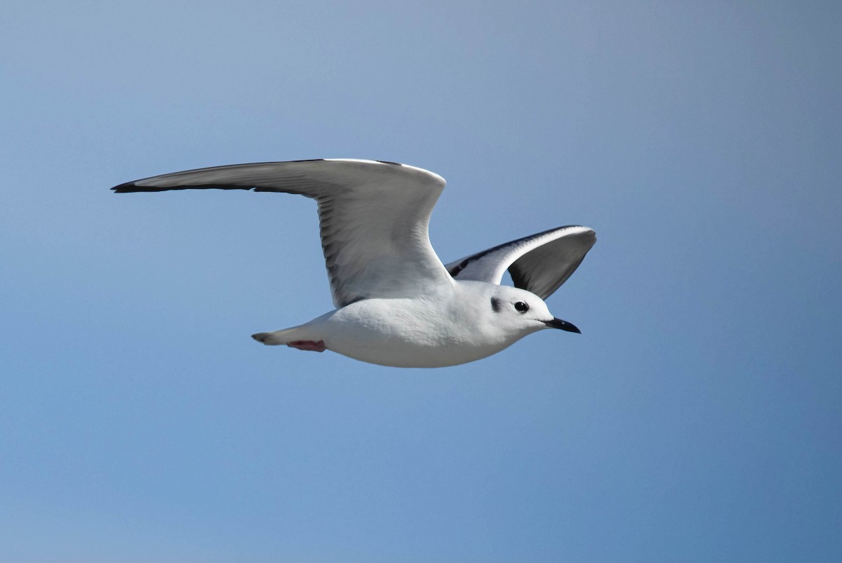 kanadahettemåke - ML644706939