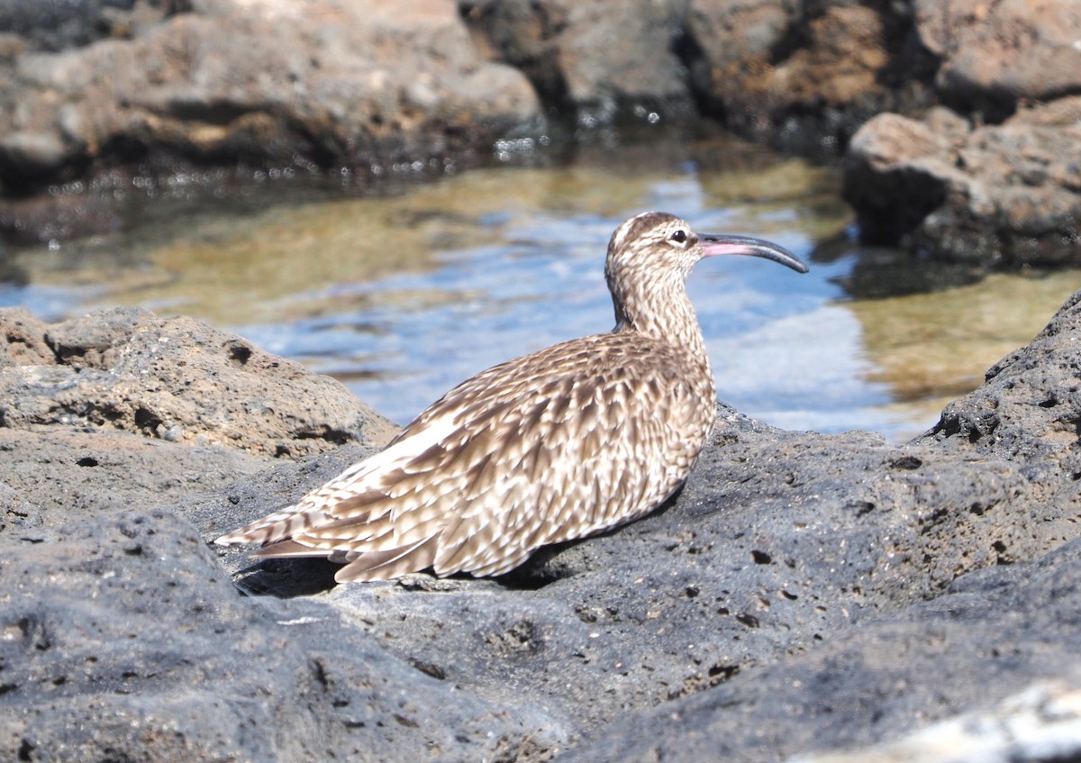 småspove - ML644706940