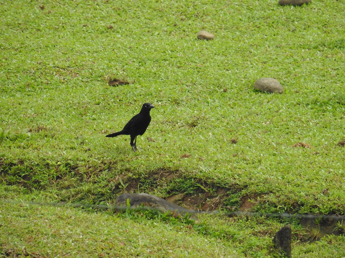 Great-tailed Grackle - ML644706941