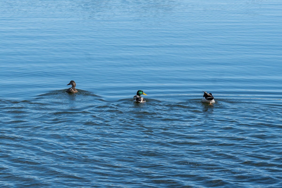 stokkand - ML644706943