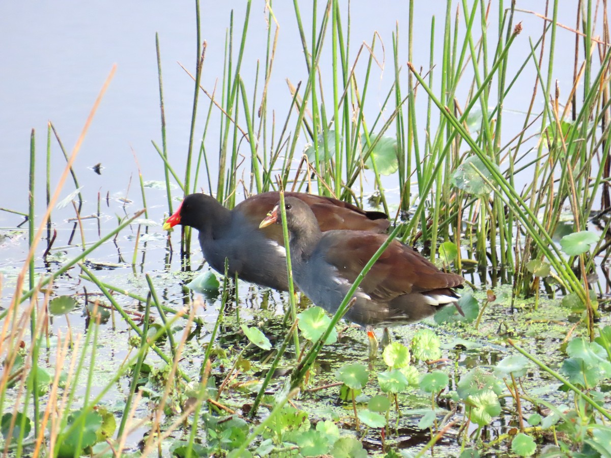 amerikasivhøne - ML644706945