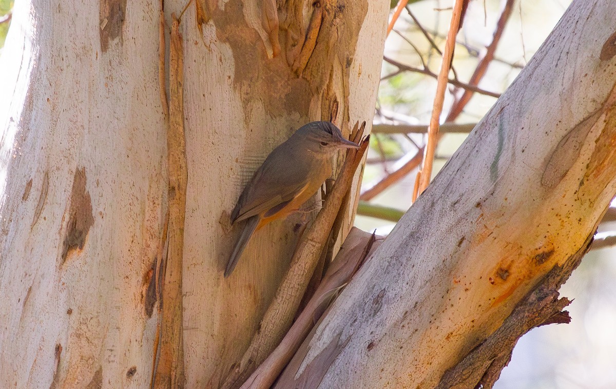 løvplystrer (rufogaster gr.) - ML644706947