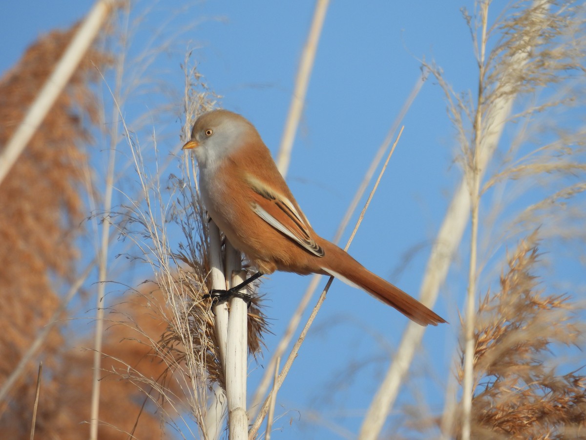 skjeggmeis - ML644706949