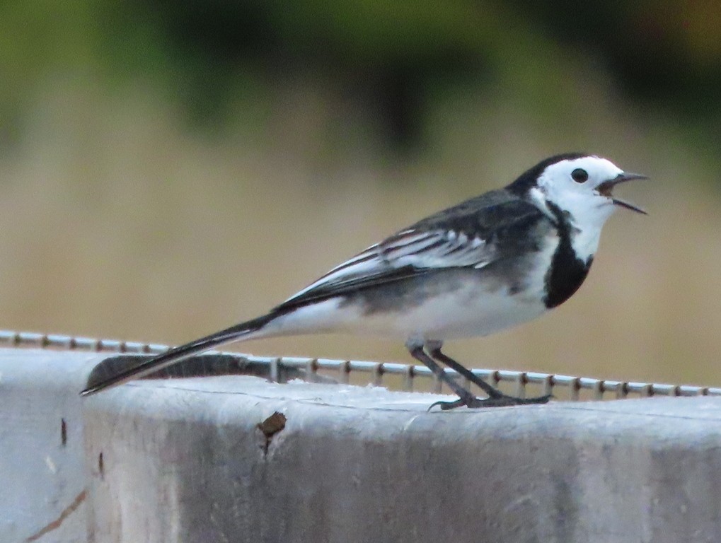 Lavandera Blanca (Enlutada) - ML644706950