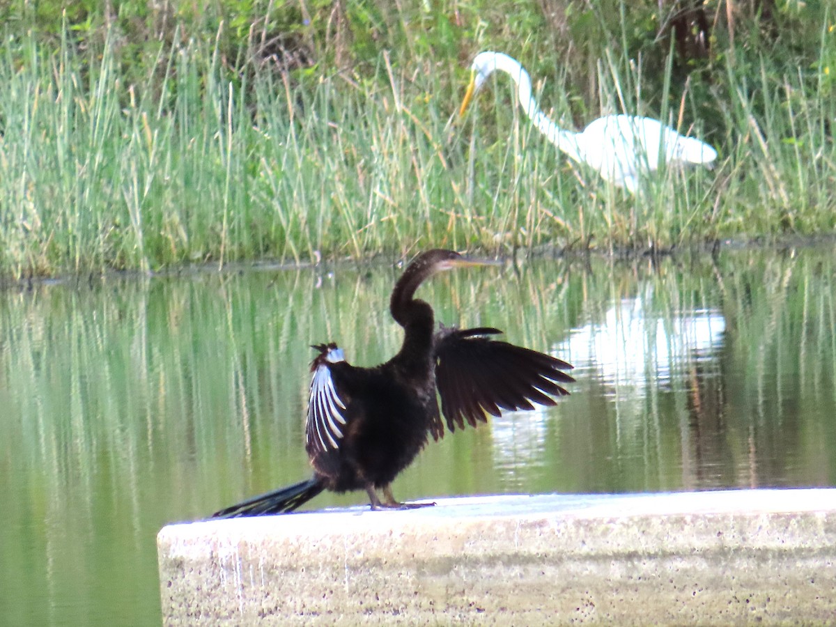 amerikaslangehals - ML644706951