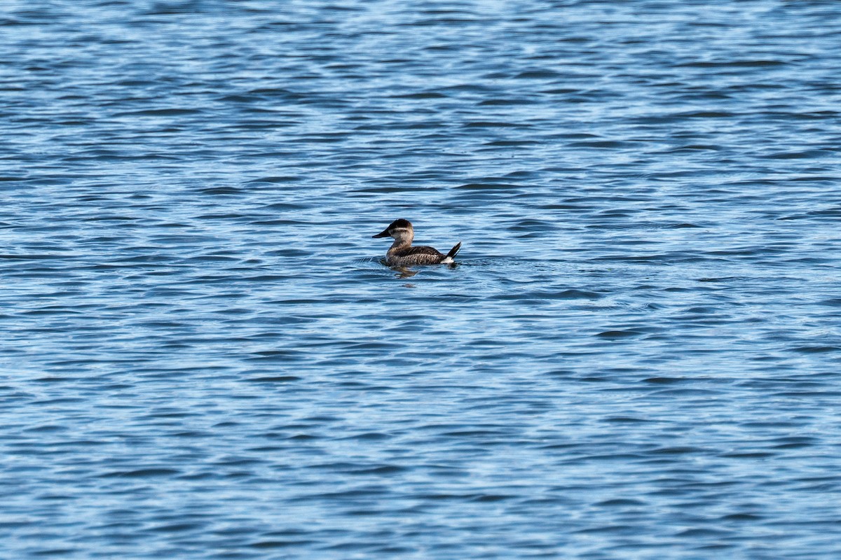 kobberand - ML644706952