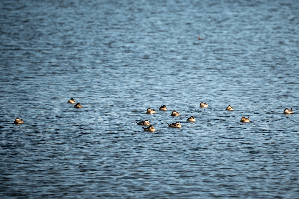 kobberand - ML644706953