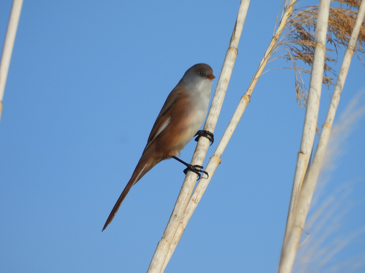 skjeggmeis - ML644706954