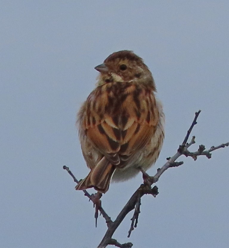 sivspurv - ML644706956