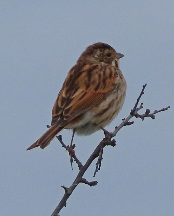 sivspurv - ML644706957