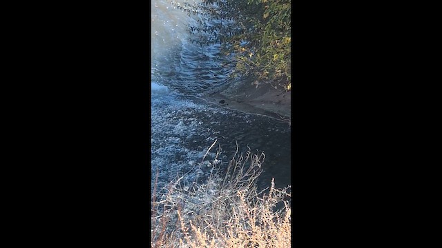 メキシコカワガラス - ML644706979