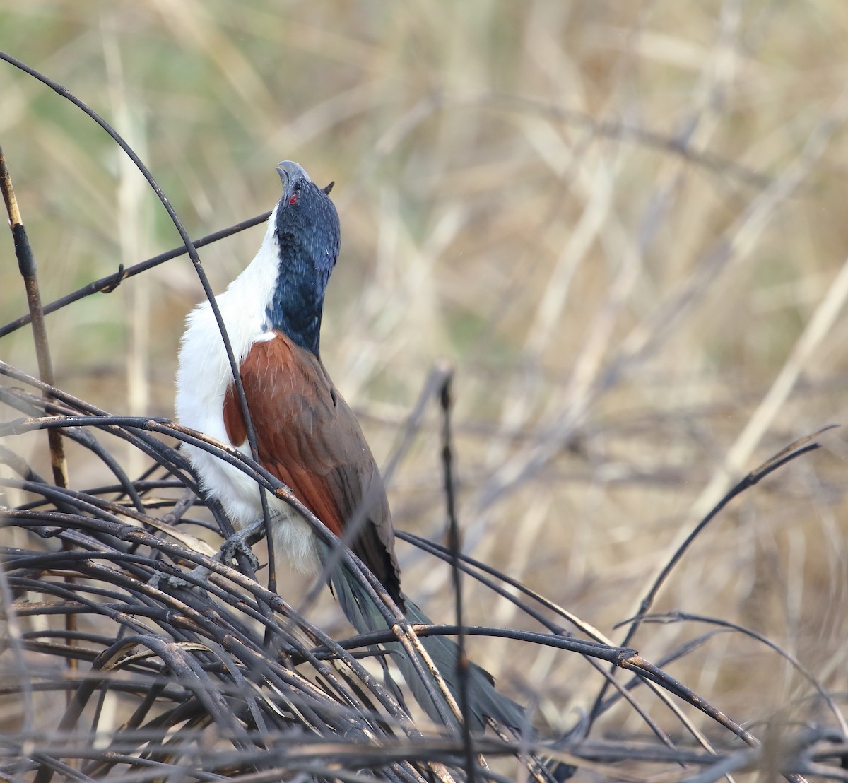 kobberstjertsporegjøk - ML644706991