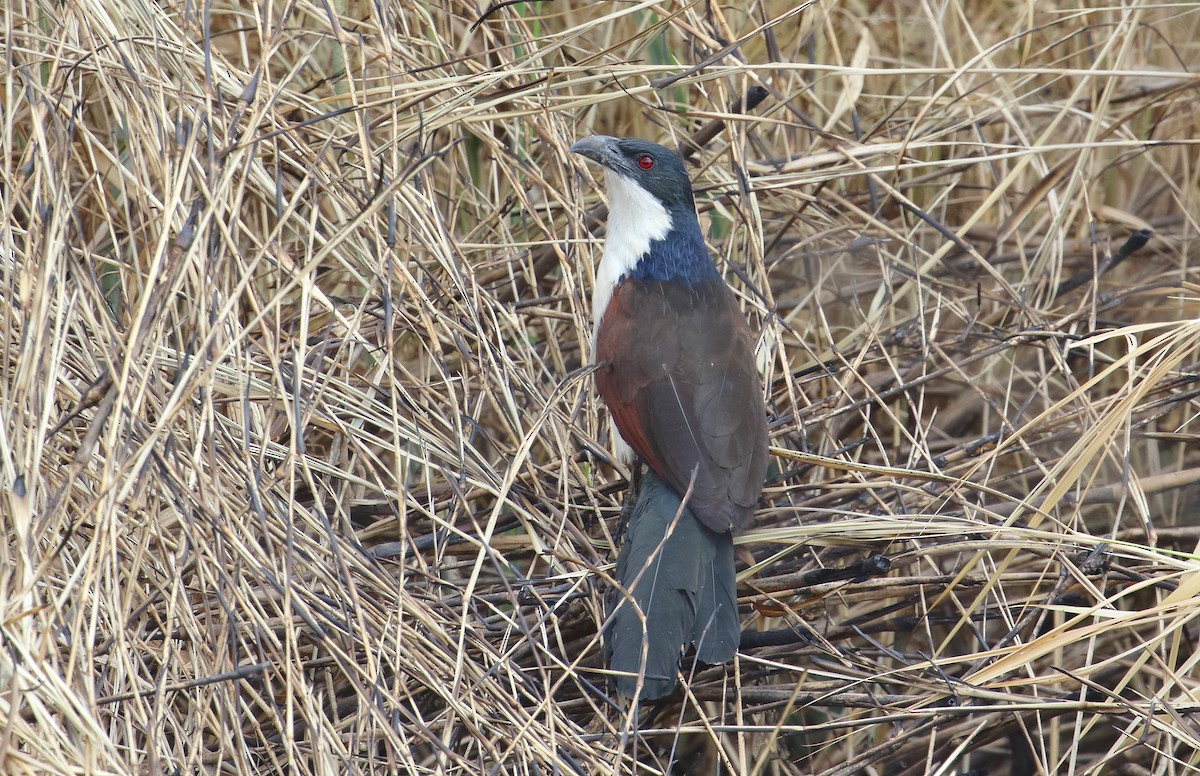 kobberstjertsporegjøk - ML644706992