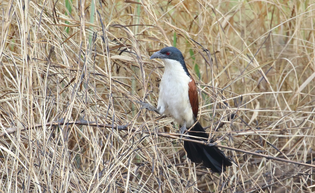 kobberstjertsporegjøk - ML644706993