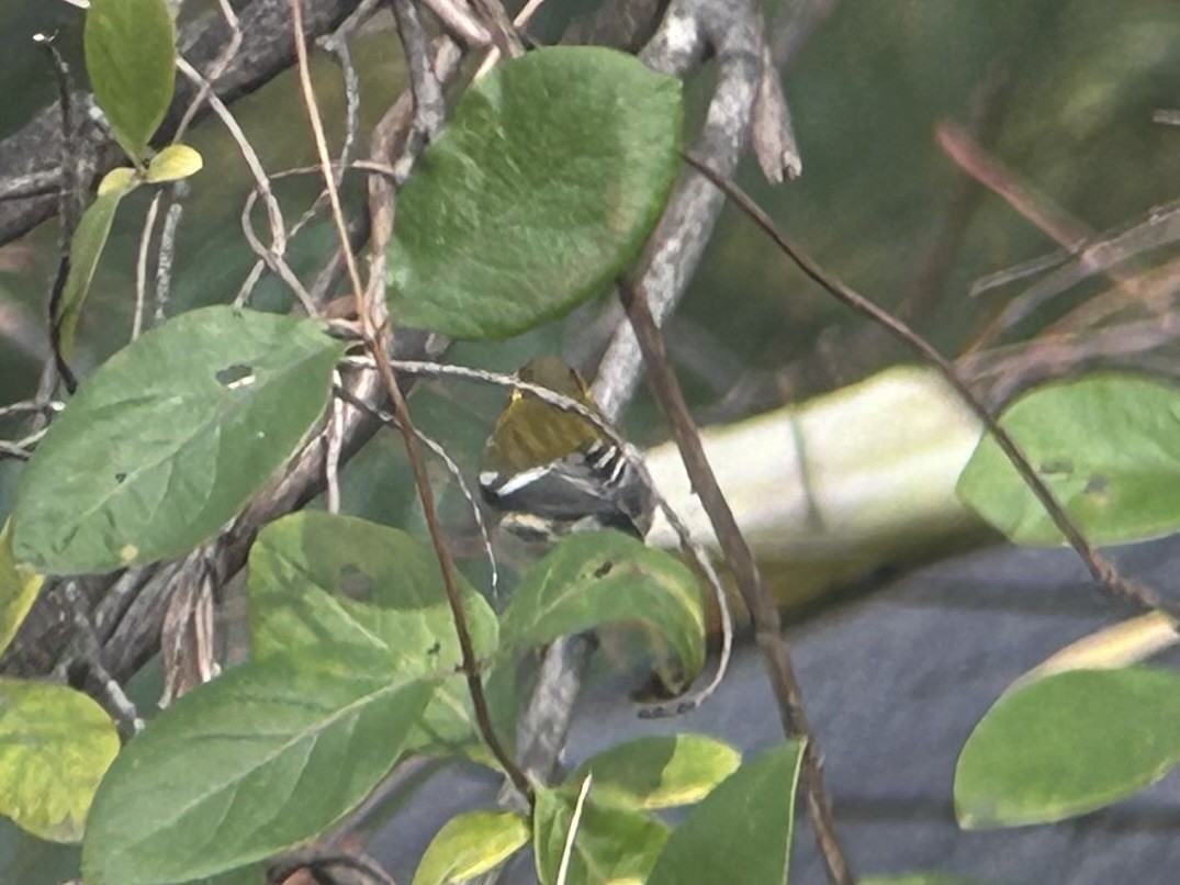 Townsend's Warbler - ML644706998