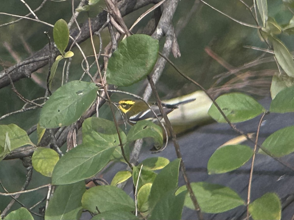 Townsend's Warbler - ML644706999