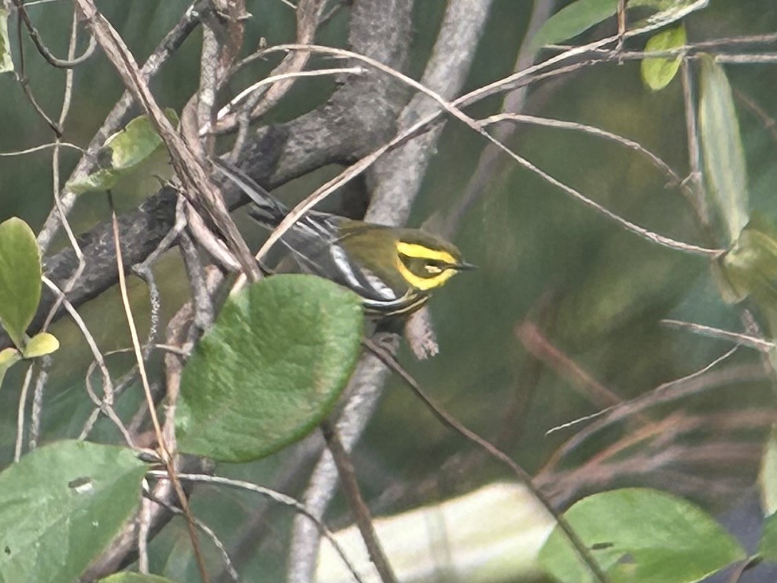 Townsend's Warbler - ML644707000
