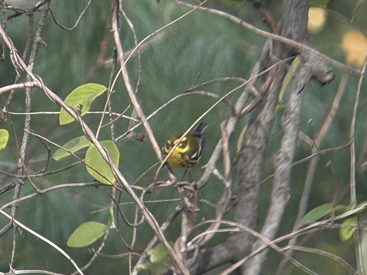 Townsend's Warbler - ML644707001